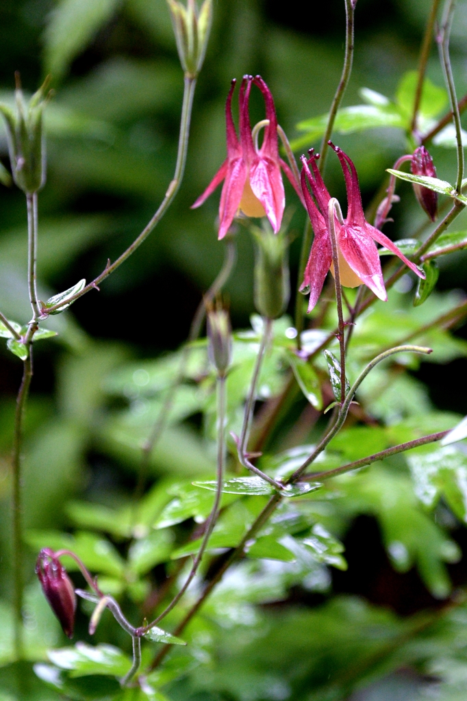 那須　沼ﾂ原湿原でー6