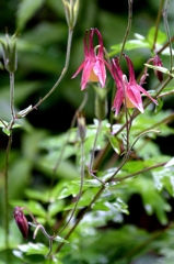 那須　沼ﾂ原湿原でー6