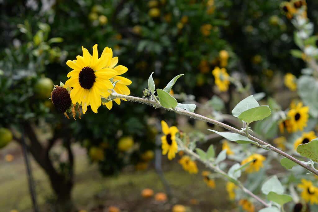 見慣れた花ですが―1