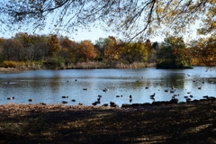 冬を一緒に　見沼の池で-1