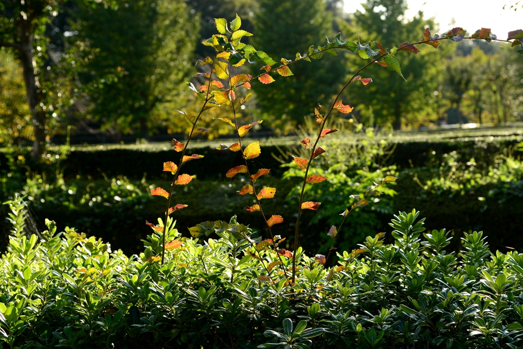 ようやく　秋が-1