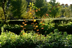 ようやく　秋が-1