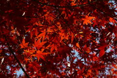  残る 晩秋の色彩 ―2