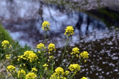 菜の花へー３