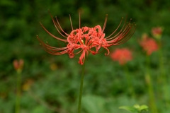 ようやく咲いたー1