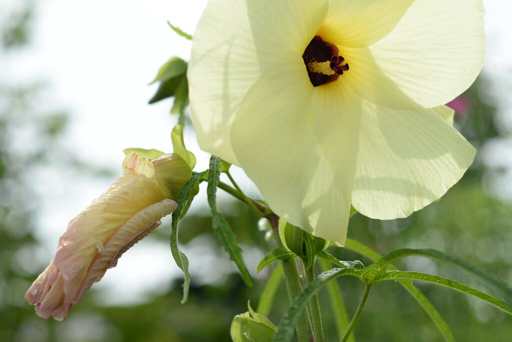 とろり 食べれる花 ー1