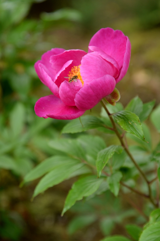立てば芍薬・夏蜜柑ー2