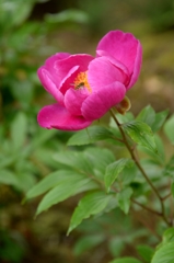 立てば芍薬・夏蜜柑ー2