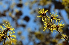 想定より早く　　マンサク