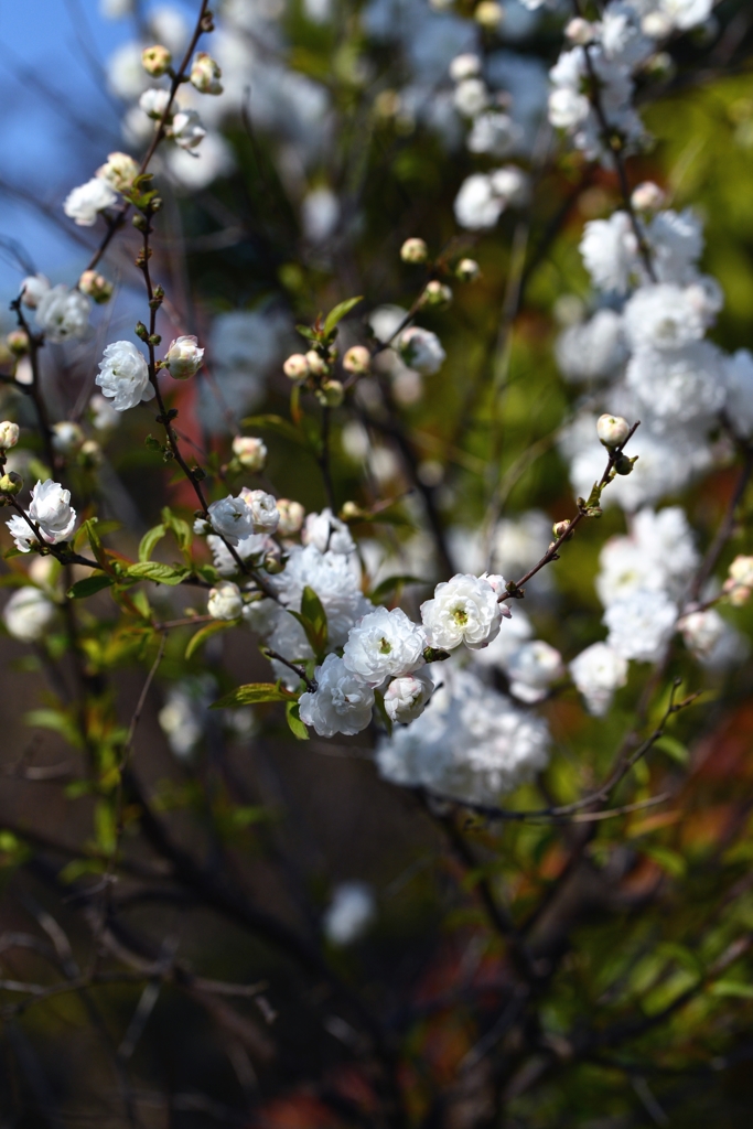 春だ　　ニワザクラ