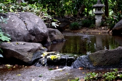 朝・こんにちはー4