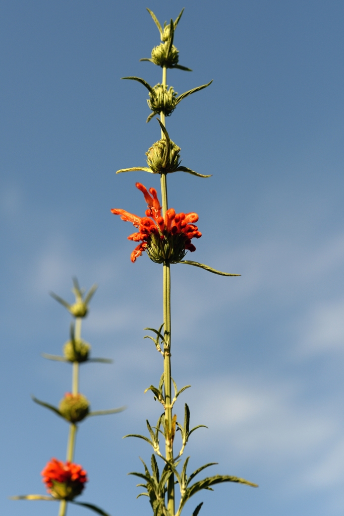 ケカニア（薬用）