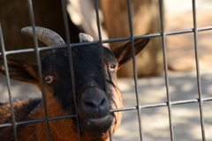 囚われ　何とかして-2