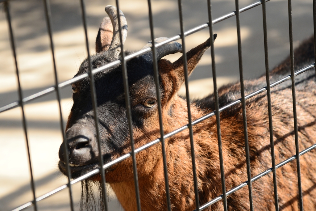 囚われ　何んとかしてー1