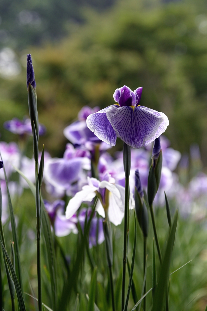染谷の花菖蒲-2