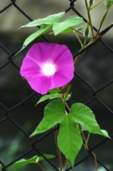 八月の記憶からー3