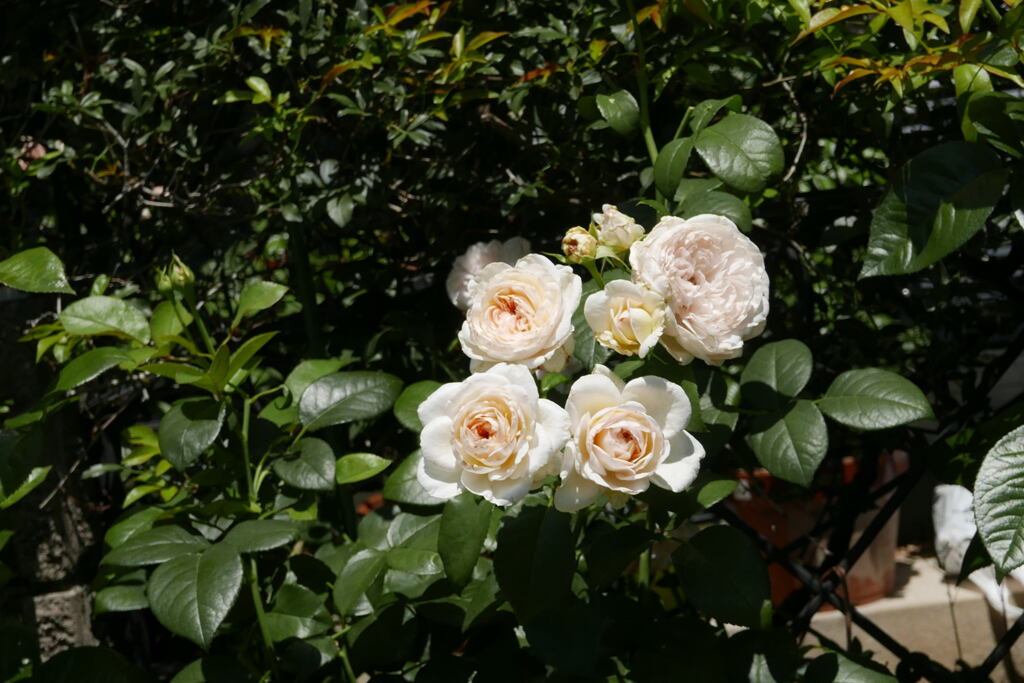  ご近所の 薔薇  ―1