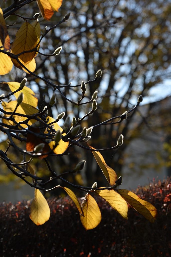 晩秋から初冬へ-C