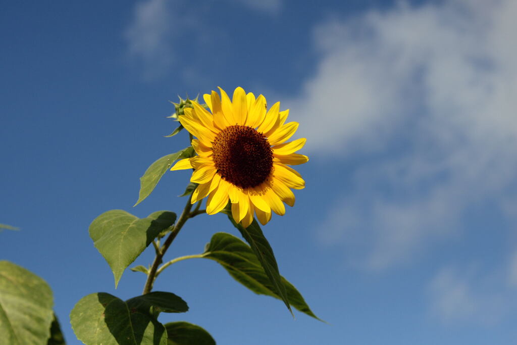 夏の日に応えて—1