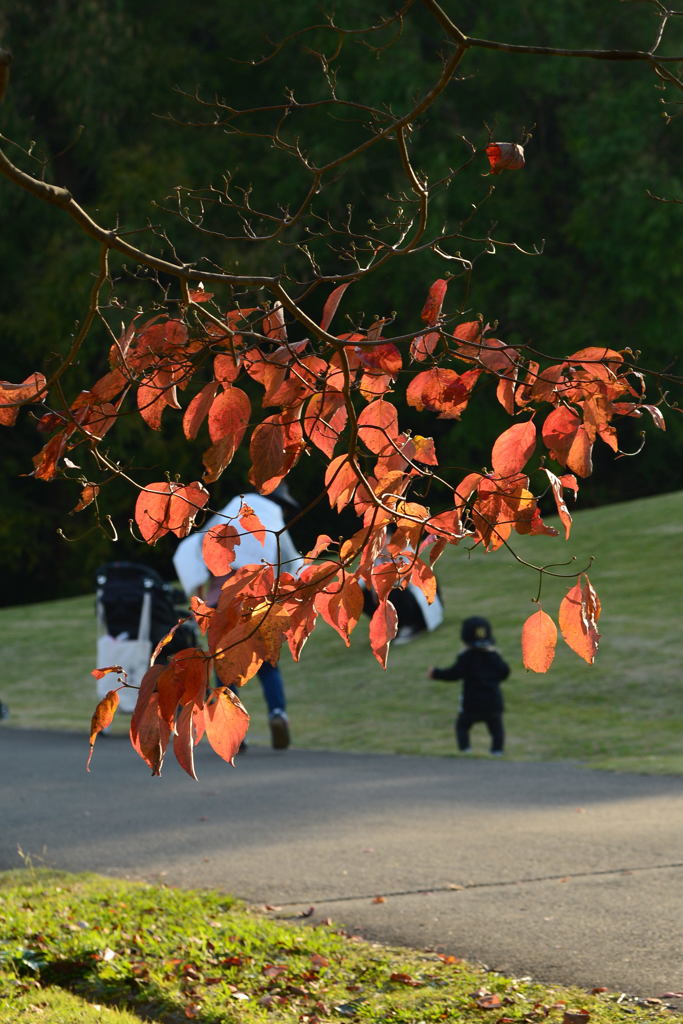 プチ 紅葉ー2