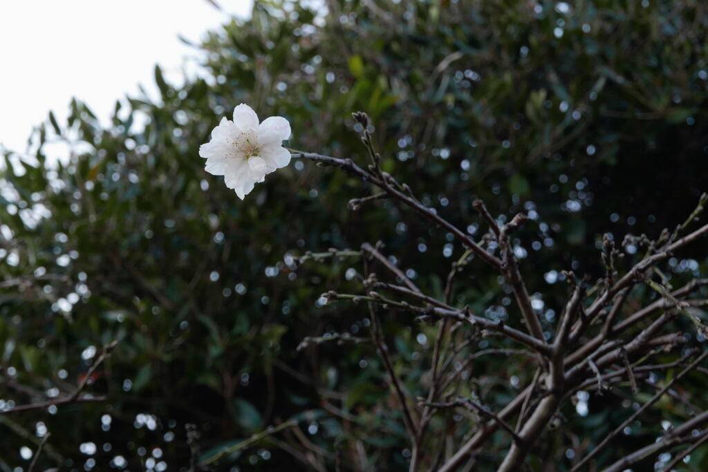 サクラ 一輪  —1