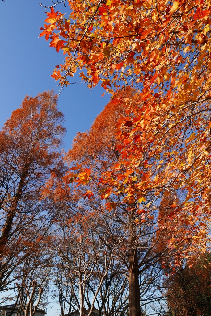 晩秋のきらめきー1