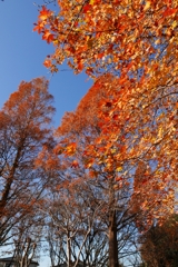 晩秋のきらめきー1