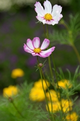 六月の想い出ー２