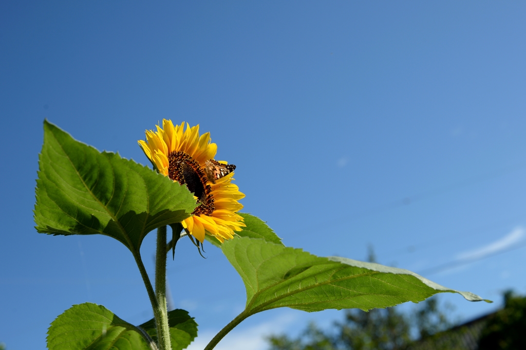 一寸かっこよくー2　咲きました