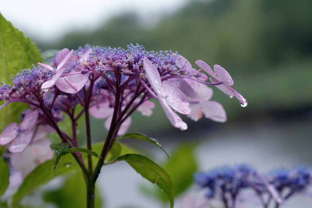 六月の雨―1