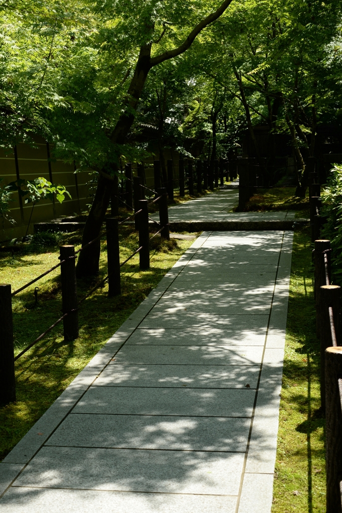 思い出の新緑ー2