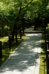 思い出の新緑ー2