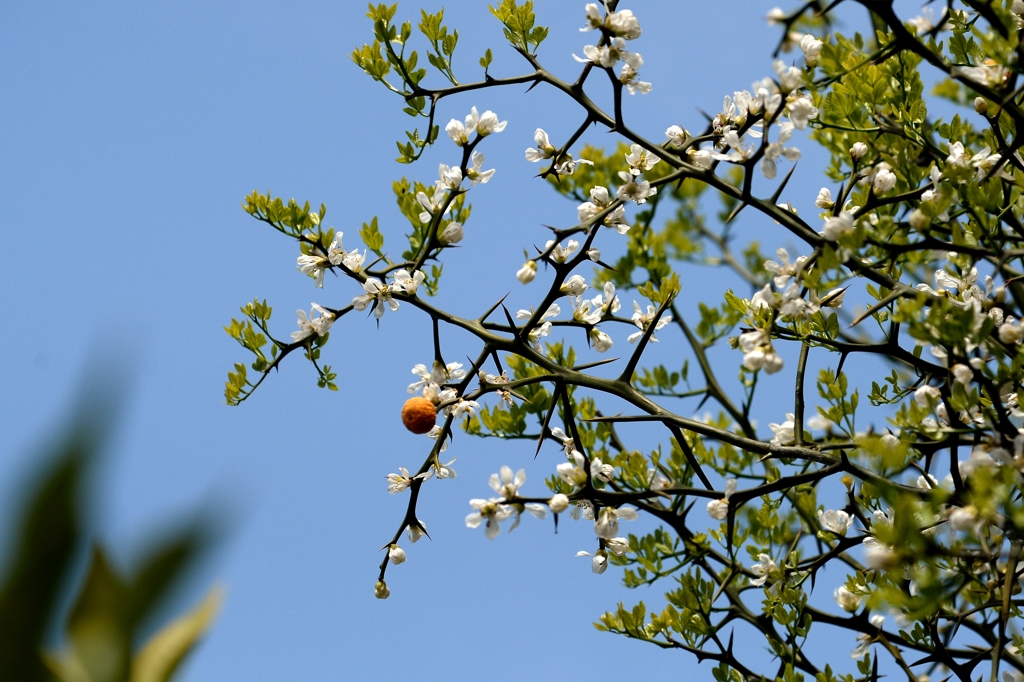 春ですね-3（カラタチ）