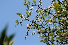 春ですね-3（カラタチ）