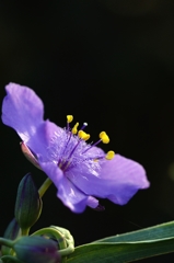 秋の安らぎー２