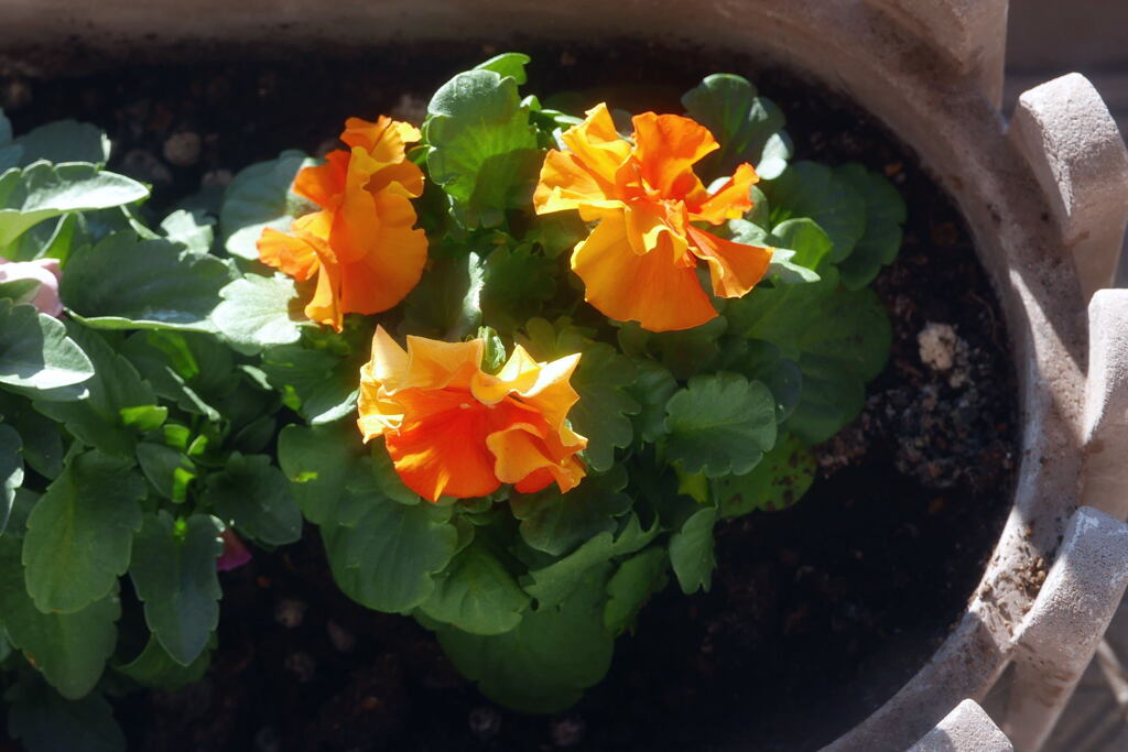 ベランダにて ―1