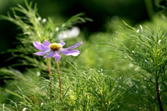 朝・こんにちはー1