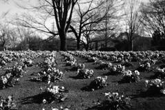  花の丘公園で ―2