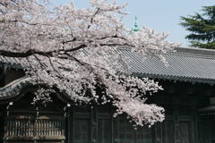 上野公園でー1