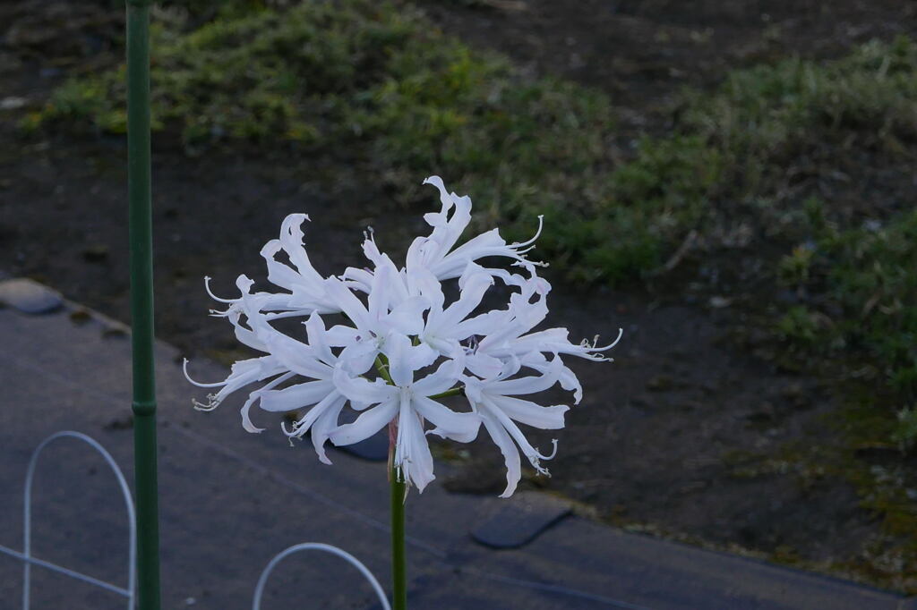 きりっとした 白花 ―2