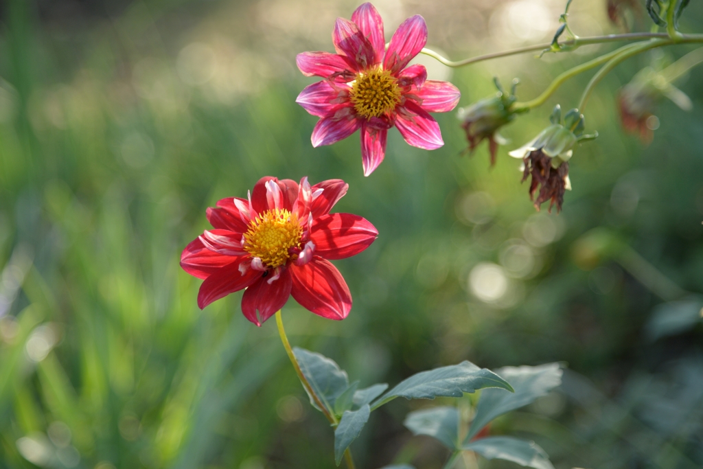 ようやく　秋がー2