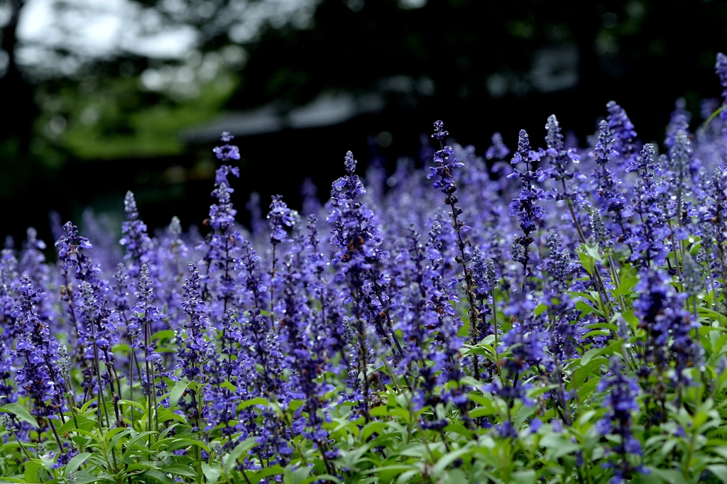 梅雨の晴れ間にー2