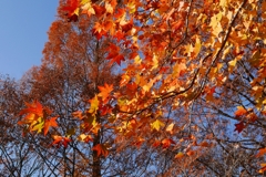 晩秋のきらめきー2