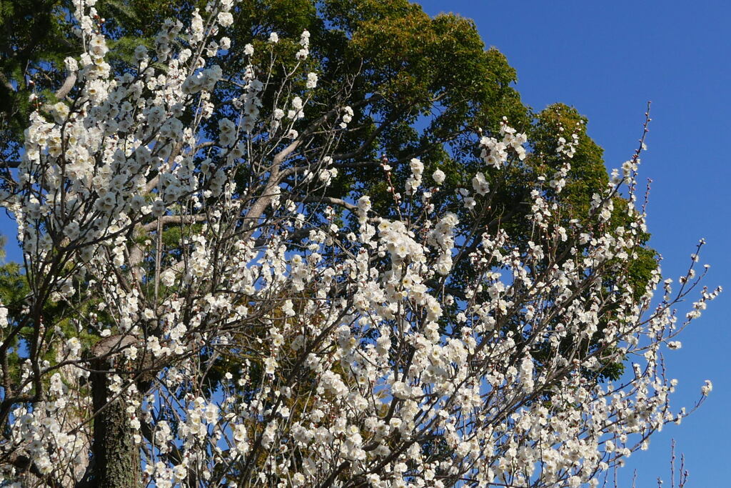  春を呼ぶ 梅の花 ―2