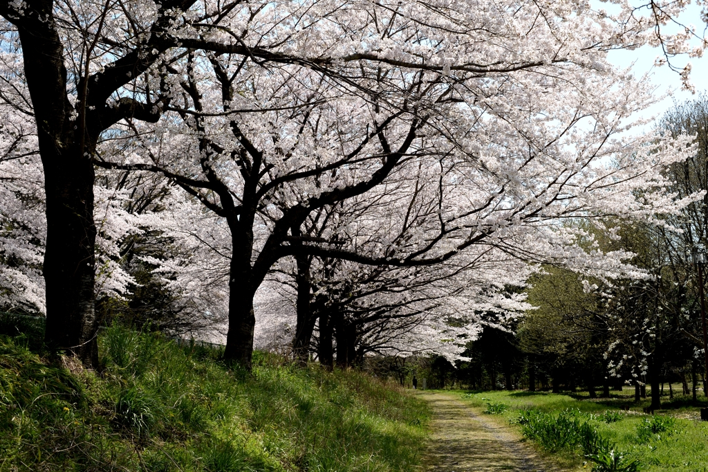 見沼のサクラーｂ