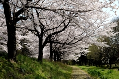 見沼のサクラーｂ