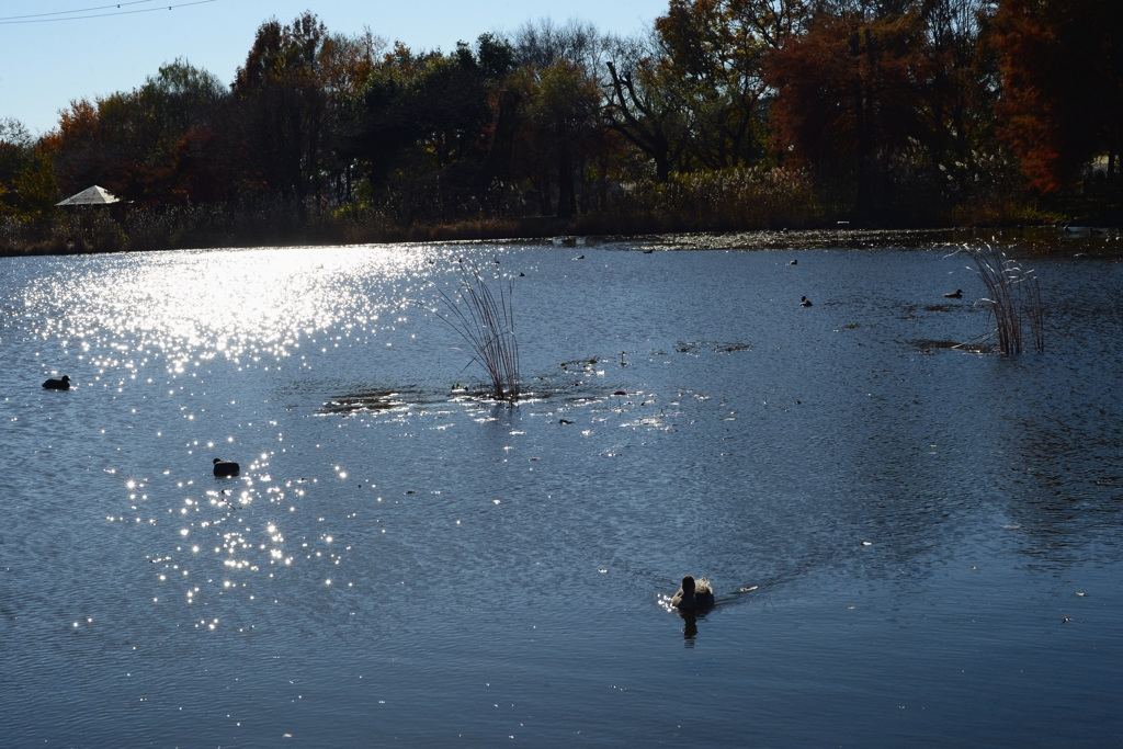 初冬の見沼池ー2