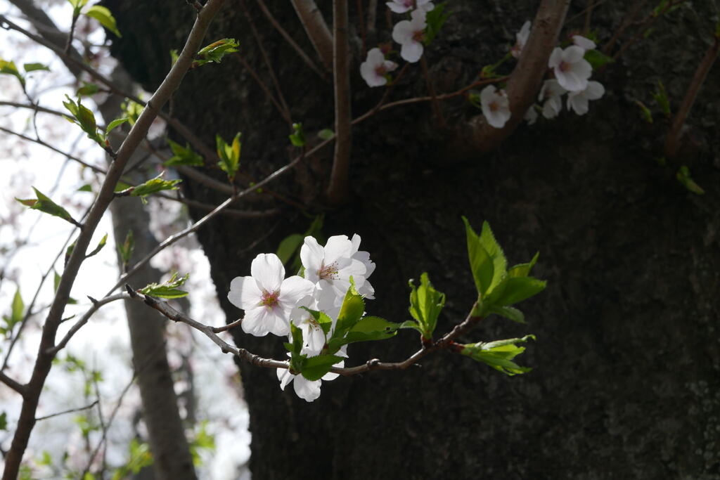 私の居場所—1