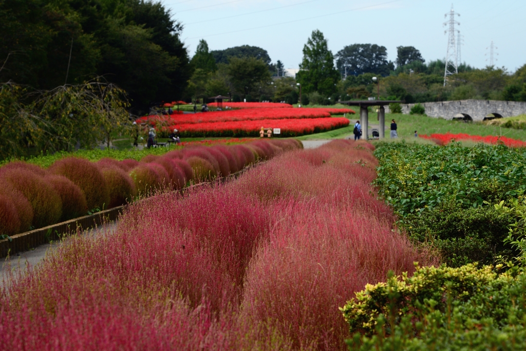 色付き始めた　ｺｷｱー1