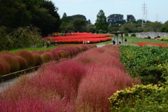 色付き始めた　ｺｷｱー1